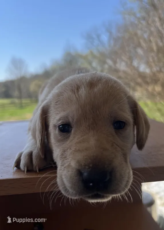 “Stella” – Labrador Retriever puppy for sale in Petersburg, TN