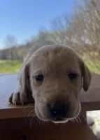 “Stella”, a female Labrador Retriever for sale in Petersburg, TN – Photo 1 of 6
