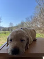“Stella”, a female Labrador Retriever for sale in Petersburg, TN – Photo 6 of 6