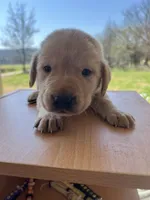Lily, a female Labrador Retriever for sale in Petersburg, TN – 4 of 5