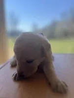“Bella”, a female Labrador Retriever for sale in Petersburg, TN – Photo 3 of 10