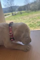 “Bella”, a female Labrador Retriever for sale in Petersburg, TN – Photo 5 of 10