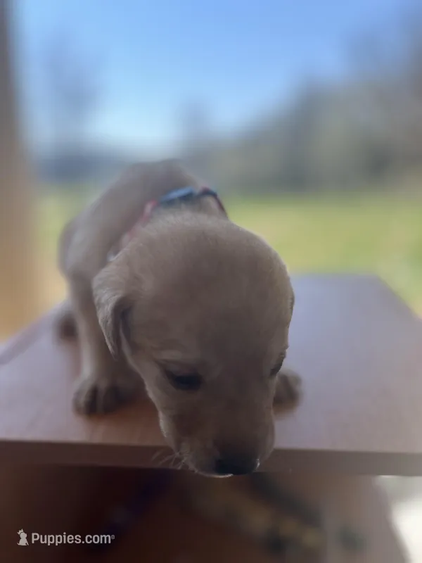 “Bella” – Labrador Retriever puppy for sale in Petersburg, TN