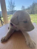 “Bella”, a female Labrador Retriever for sale in Petersburg, TN – Photo 9 of 10