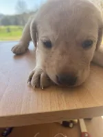 “Bella”, a female Labrador Retriever for sale in Petersburg, TN – Photo 10 of 10