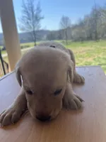 “Bella”, a female Labrador Retriever for sale in Petersburg, TN – Photo 8 of 10