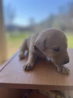 “Bella”, a female Labrador Retriever for sale in Petersburg, TN – Photo 4 of 10