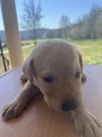 “Bella”, a female Labrador Retriever for sale in Petersburg, TN – Photo 6 of 10