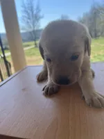 “Bella”, a female Labrador Retriever for sale in Petersburg, TN – Photo 7 of 10