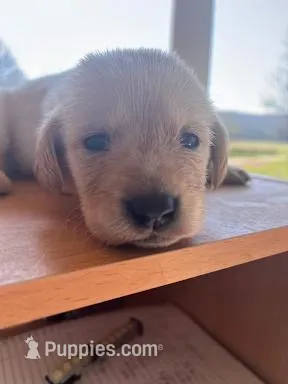 Lily – Labrador Retriever puppy for sale in Petersburg, TN