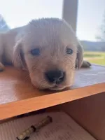 Lily, a female Labrador Retriever for sale in Petersburg, TN – 1 of 5