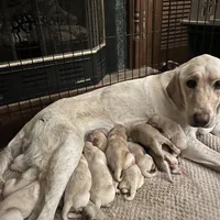 “Petal”, a female Labrador Retriever for sale in Petersburg, TN – Photo 2 of 2