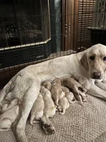 “Petal”, a female Labrador Retriever for sale in Petersburg, TN – Photo 2 of 2