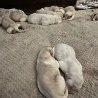 “Petal”, a female Labrador Retriever for sale in Petersburg, TN – Photo 1 of 2