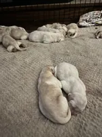 “Petal”, a female Labrador Retriever for sale in Petersburg, TN – Photo 1 of 2