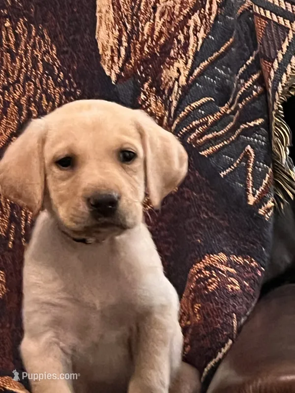 “Max” – Labrador Retriever puppy for sale in Petersburg, TN