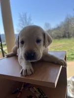 Lily, a female Labrador Retriever for sale in Petersburg, TN – 2 of 5