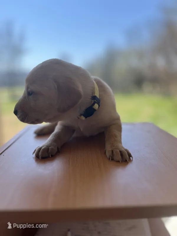 “Luna” – Labrador Retriever puppy on hold in Petersburg, TN