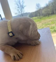 “Luna”, a female Labrador Retriever for sale in Petersburg, TN – Photo 2 of 4
