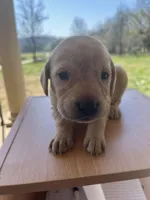“Luna”, a female Labrador Retriever for sale in Petersburg, TN – Photo 4 of 4