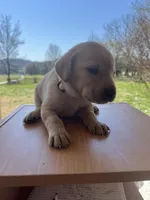 “Luna”, a female Labrador Retriever for sale in Petersburg, TN – Photo 3 of 4