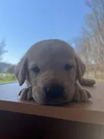 “Beau”, a male Labrador Retriever for sale in Petersburg, TN – Photo 2 of 5