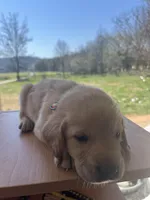 “Beau”, a male Labrador Retriever for sale in Petersburg, TN – Photo 4 of 5