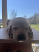 “Beau”, a male Labrador Retriever for sale in Petersburg, TN – Photo 5 of 5