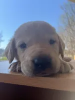 “Beau”, a male Labrador Retriever for sale in Petersburg, TN – Photo 3 of 5
