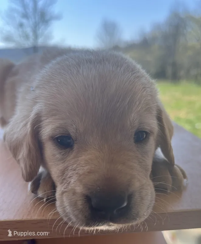 “Beau” – Labrador Retriever puppy for sale in Petersburg, TN