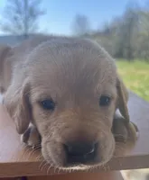 “Beau”, a male Labrador Retriever for sale in Petersburg, TN – Photo 1 of 5