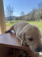 “Elle”, a female Labrador Retriever for sale in Petersburg, TN – Photo 4 of 4