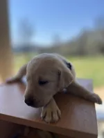 “Elle”, a female Labrador Retriever for sale in Petersburg, TN – Photo 1 of 4