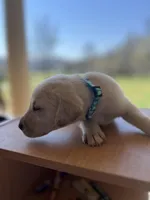 “Elle”, a female Labrador Retriever for sale in Petersburg, TN – Photo 2 of 4