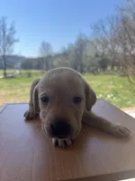 “Zoe”, a female Labrador Retriever for sale in Petersburg, TN – Photo 6 of 10
