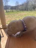 “Zoe”, a female Labrador Retriever for sale in Petersburg, TN – Photo 9 of 10