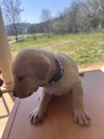 “Zoe”, a female Labrador Retriever for sale in Petersburg, TN – Photo 10 of 10