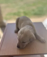 “Zoe”, a female Labrador Retriever for sale in Petersburg, TN – Photo 1 of 10
