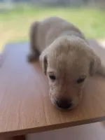 “Zoe”, a female Labrador Retriever for sale in Petersburg, TN – Photo 2 of 10