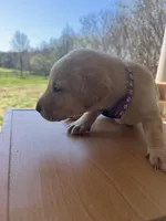 “Zoe”, a female Labrador Retriever for sale in Petersburg, TN – Photo 7 of 10