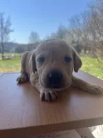 “Zoe”, a female Labrador Retriever for sale in Petersburg, TN – Photo 8 of 10