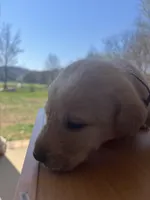 “Zoe”, a female Labrador Retriever for sale in Petersburg, TN – Photo 4 of 10