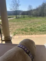 “Zoe”, a female Labrador Retriever for sale in Petersburg, TN – Photo 5 of 10