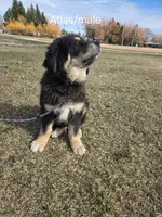 Atlas , a male Tibetan Mastiff for sale in Fairfield, ID – Photo 1 of 5