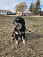 Atlas , a male Tibetan Mastiff for sale in Fairfield, ID – Photo 2 of 5