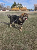 Atlas , a male Tibetan Mastiff for sale in Fairfield, ID – Photo 4 of 5