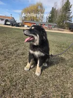 Atlas , a male Tibetan Mastiff for sale in Fairfield, ID – Photo 5 of 5