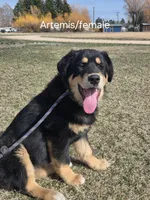 Atlas , a male Tibetan Mastiff for sale in Fairfield, ID – Photo 3 of 5