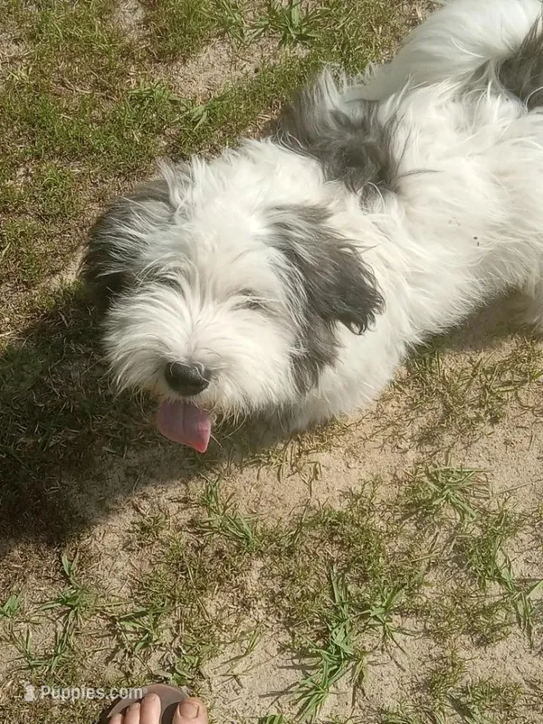 Serious – Glen of Imaal Terrier, Coton de Tulear puppy for sale in Wilmington, NC