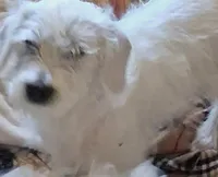 Wild, a male Glen of Imaal Terrier and Coton de Tulear for sale in Wilmington, NC – 2 of 7